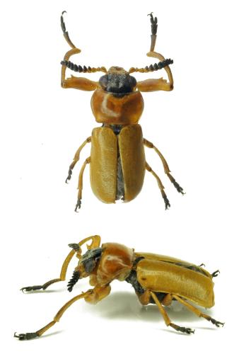 Macrolenes dentipes